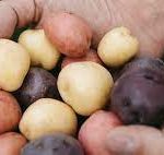 Russet Potato or Creamer Potato? The Nutritional Showdown