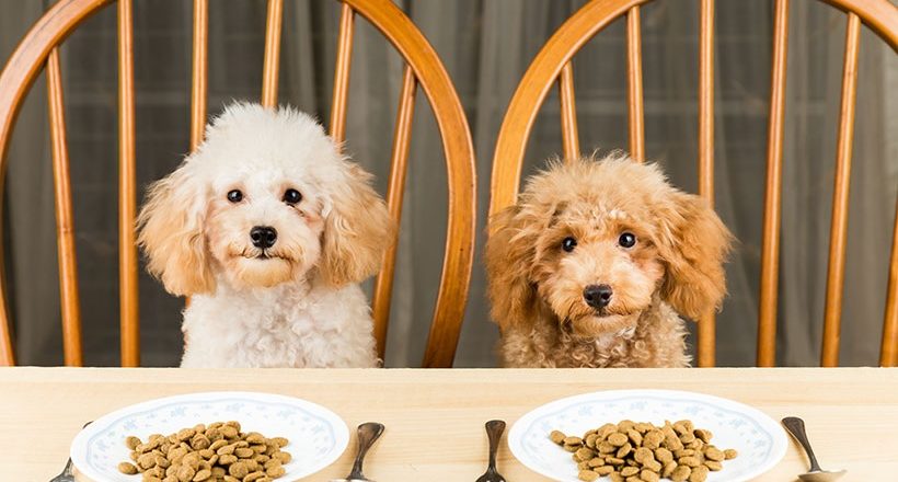 How to shift your dog to a new food brand? Try the 7 day switch